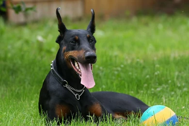 Doberman Pinscher Wallpapers