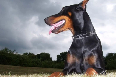 Doberman Wallpapers   Wallpapers Cave