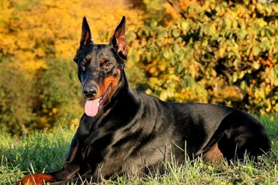 Doberman Wallpapers, Images, Photos, Pictures & Pics