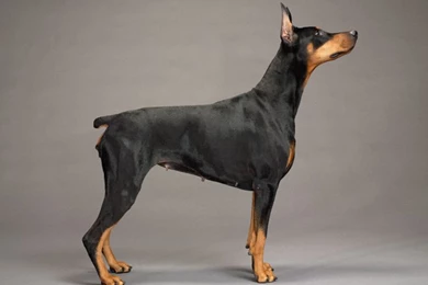 Doberman Pinscher Wallpapers   ImgMob