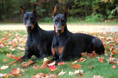 Doberman Pinscher Dog Pair Wallpapers