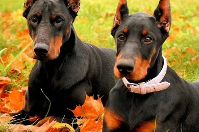Cute Doberman Pinscher iPad Wallpapers 1024x1024