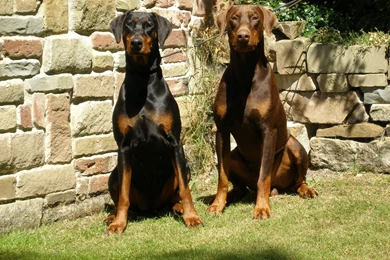 Doberman Pinscher Wallpapers Hd