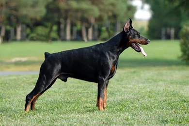 Doberman Pinscher11jpg Doberman Pinscher Dog Breeds. Doberman Dog ...