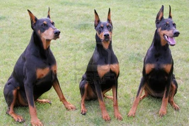 Cute Doberman Pinscher Dogs Photo And Wallpaper. Beautiful Cute ...