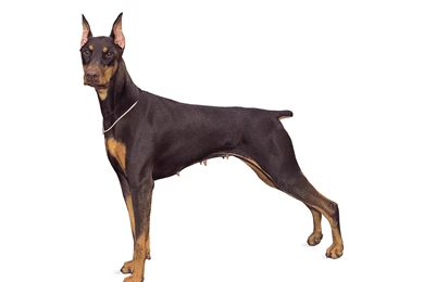 Doberman Pinscher Wallpapers   Wallpapers Cave