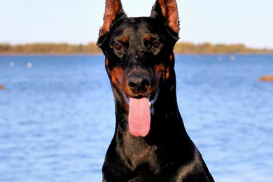 Cute Doberman Pinscher iPad Wallpapers 1024x1024