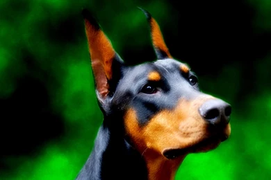 Doberman Pinscher By Tsukku On DeviantArt