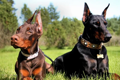 Black Doberman Pinscher   Wallpaper.