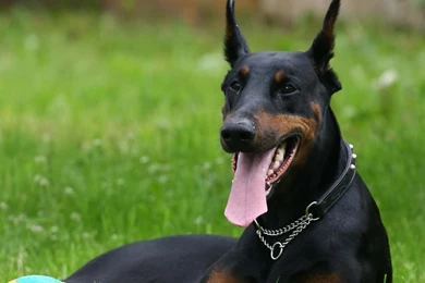 Pictures Of Doberman Pinscher On Animal Picture Society