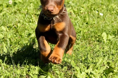 Dogs Doberman Pinscher Hd Wallpapers. Doberman Dog Hd Wallpapers ...