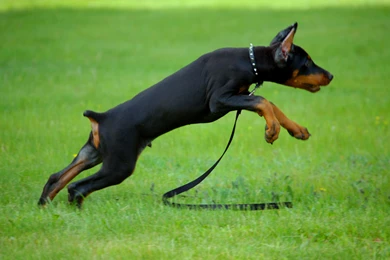 DOBERMAN PINSCHER Dog Dogs Wallpapers