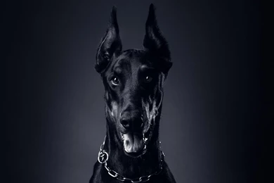 Doberman Dog Live Wallpapers   Android Apps On Google Play