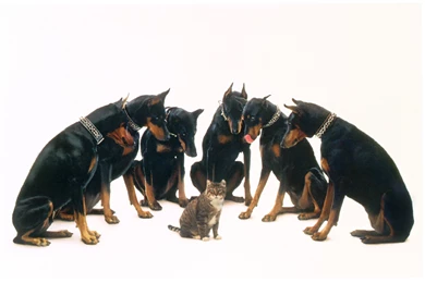 DOBERMAN PINSCHER Dog Dogs Cat Wallpapers