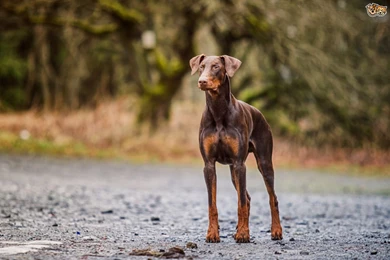 Doberman Pinscher 187 High Resolution Wallpapers ...