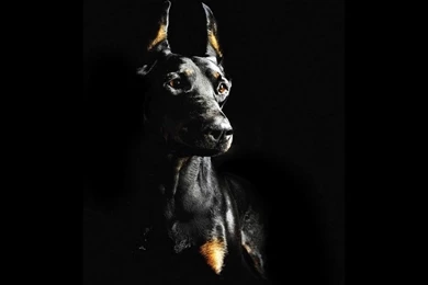 Dobermans On Pinterest