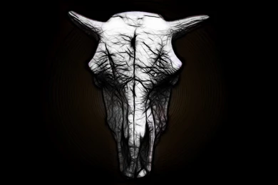 Bull Photos By Paul Senna On FeelGrafix