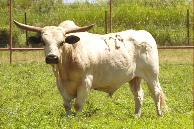 Bull Animal Hd Wallpapers Free Download 1080p