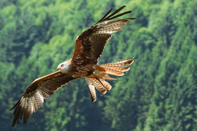 Pin Eagle Top Hd Wallpapers Desktop Background Images