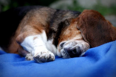 Animal Wallpapers, Wild Animal Wallpapers, Animal Planet, Free ...