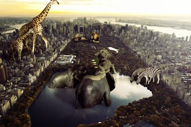 RePin Image: Zoo York Wallpapers Zoo York On Pinterest