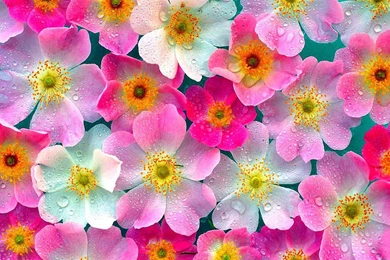 3d Flowers Wallpapers
