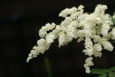 Desktop HD Floral Wallpapers   CuteWallpaper.org