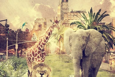 Zoo York By LakoDesigns On DeviantArt