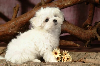 Animals And New Myhd Net Desktop Wallpapers Download Cute Animals ...