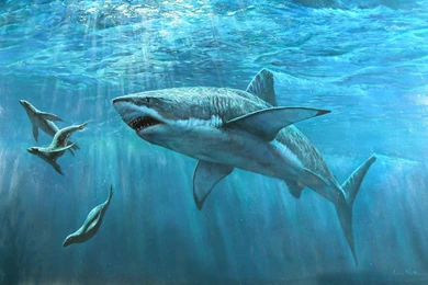 Pics, Facts, Funny Stuff About Animals & Nature Great White Shark ...