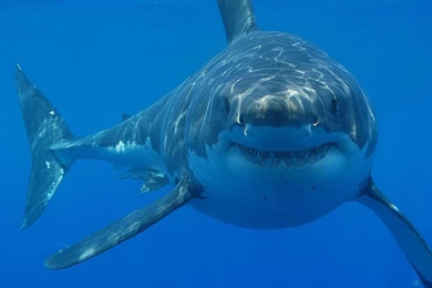 Great White Sharks Wallpapers   Android Apps On Google Play