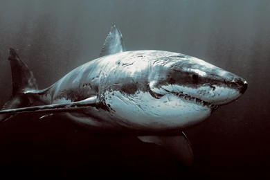 Pics, Facts, Funny Stuff About Animals & Nature Shark Backgrounds ...