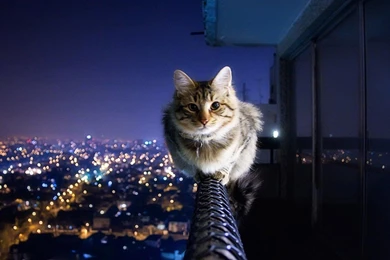 Cat And Cityscape Wallpapers 1366x768   (