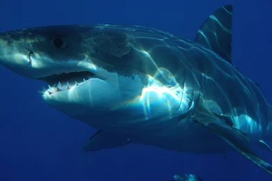 Great White Shark Facts