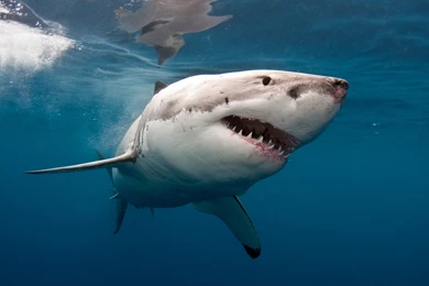 4713x3846px Great White Shark Backgrounds By Becca Curram