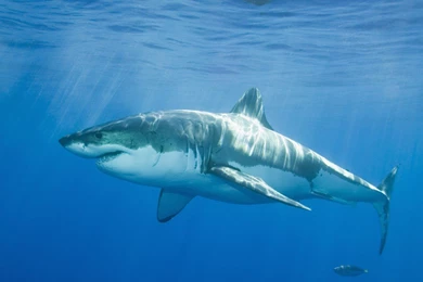 Great White Shark   ThingLink