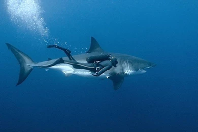 Sharks Wallpapers Page 5: Small Shark Shark Small Animals Fish Cub ...