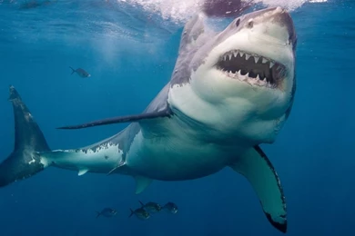 Great White Launches Out Of The Sea, Photobombs Other Shark   ABC News