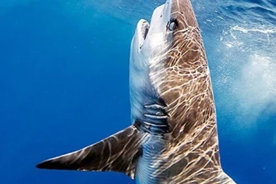 The Great White Shark Is The Biggest Shark Ranging 10 12ft In ...