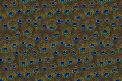 Eye Of The Peacock   Wallpapers Tiles   Traditional   Wallpapers ...