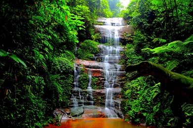 Forest Waterfall Wallpapers