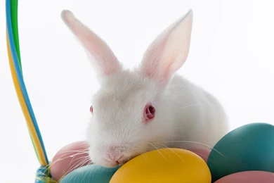 Easter 2013 available hd wallpapers cute easter bunnies wallpapers 04.jpg