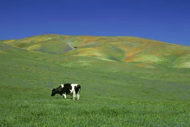 Dining Alfresco Holstein Bull Wallpapers   Farm Animals   Nature ...