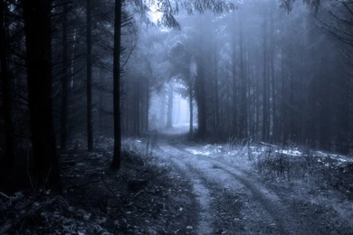 Dark Winter Forest Wallpapers