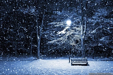 Dark Winter Night Forest