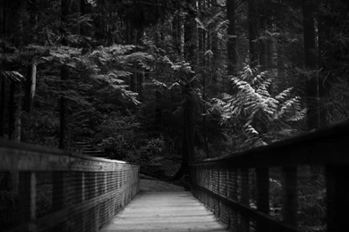 Forest Path 3000x2000 Wallpapers – Nature Forests HD Desktop Wallpapers