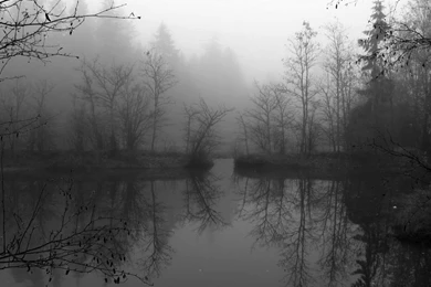 Download Snowy Dark Forest Wallpapers For Iphone