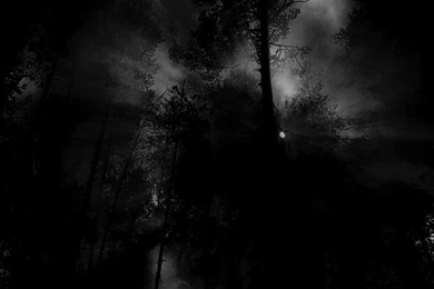 Wallpapers Snow Forest Dark Hd 1024x768