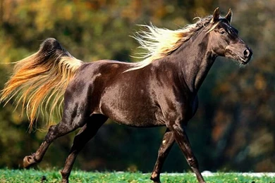 Kinds Of Wallpapers: Wild Animal Wallpapers