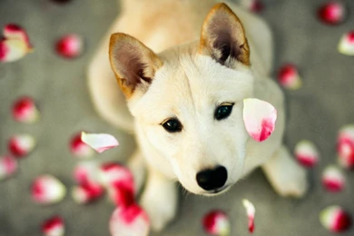 Download Cute Dogs Wallpapers 6342 1920x1080 Px High Resolution ...